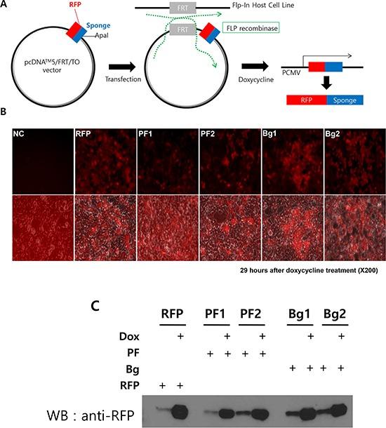 https://cdn.ncbi.nlm.nih.gov/pmc/blobs/40a3/4653011/04bf17bb852b/oncotarget-06-20370-g003.jpg