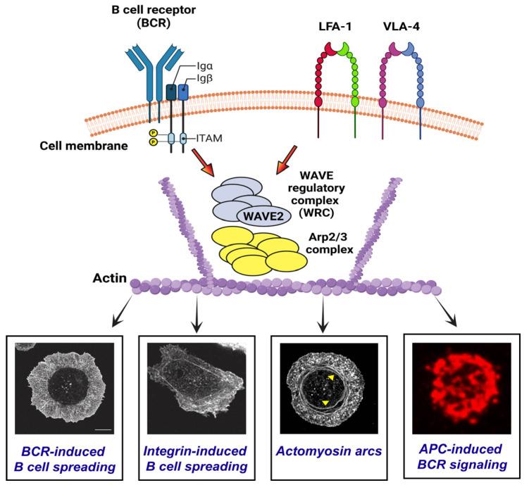 https://cdn.ncbi.nlm.nih.gov/pmc/blobs/40a5/10705906/204ecf1bcd73/cells-12-02704-g010.jpg