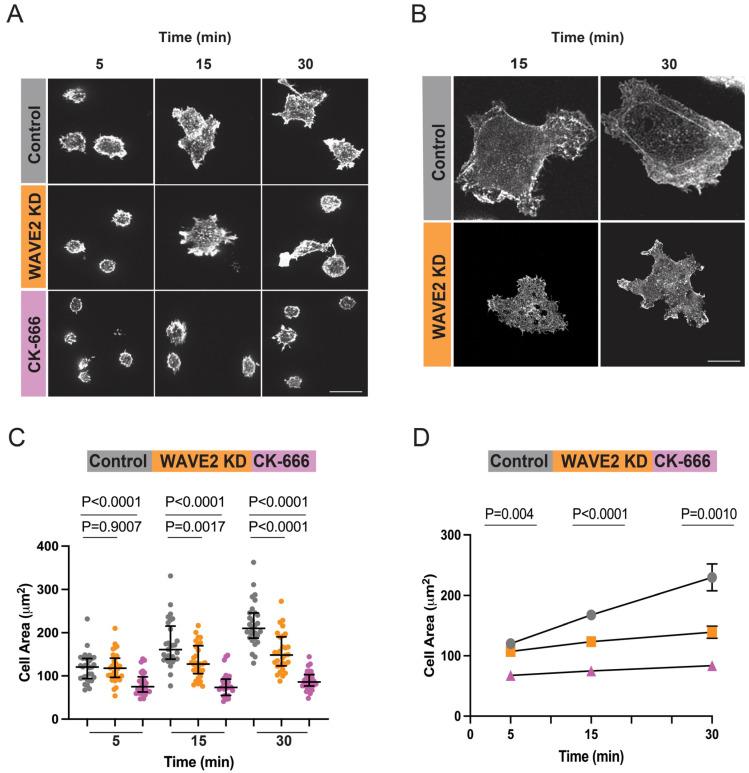 https://cdn.ncbi.nlm.nih.gov/pmc/blobs/40a5/10705906/349c6e68d92c/cells-12-02704-g007.jpg