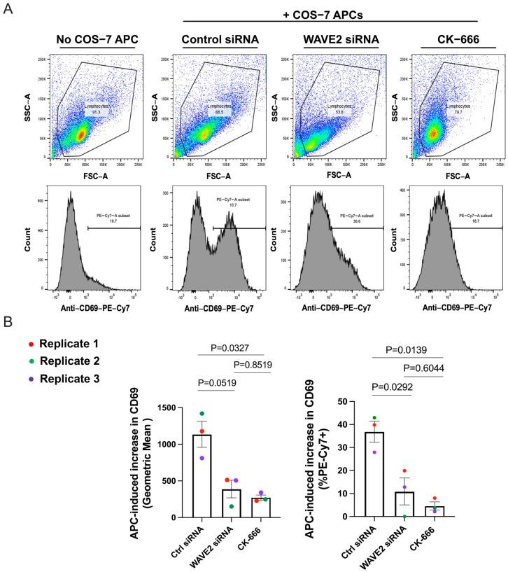 https://cdn.ncbi.nlm.nih.gov/pmc/blobs/40a5/10705906/3a42661456bf/cells-12-02704-g009.jpg