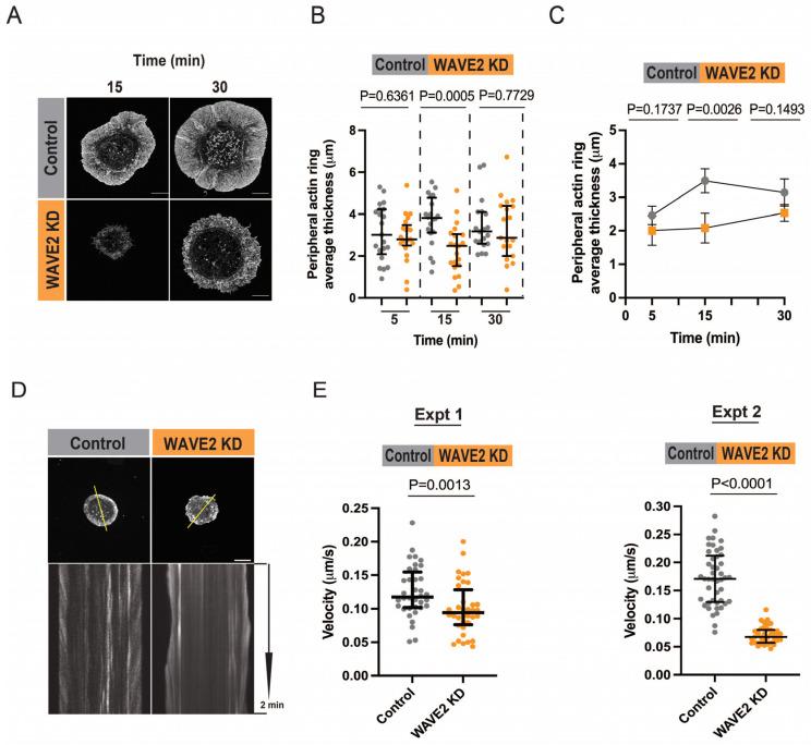 https://cdn.ncbi.nlm.nih.gov/pmc/blobs/40a5/10705906/50aa18bb66e5/cells-12-02704-g004.jpg