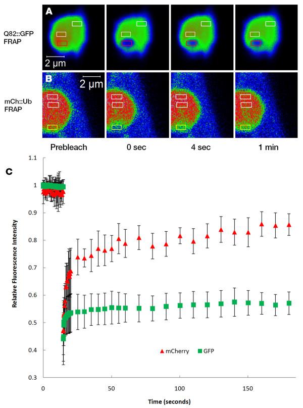 https://cdn.ncbi.nlm.nih.gov/pmc/blobs/40a9/3368771/6e0296680674/1471-2121-13-10-6.jpg