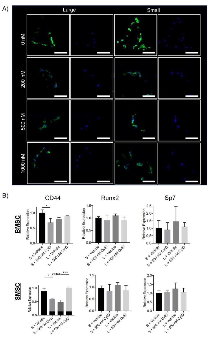 https://cdn.ncbi.nlm.nih.gov/pmc/blobs/40aa/9102667/2517b5fb0234/ijms-23-04499-g004.jpg