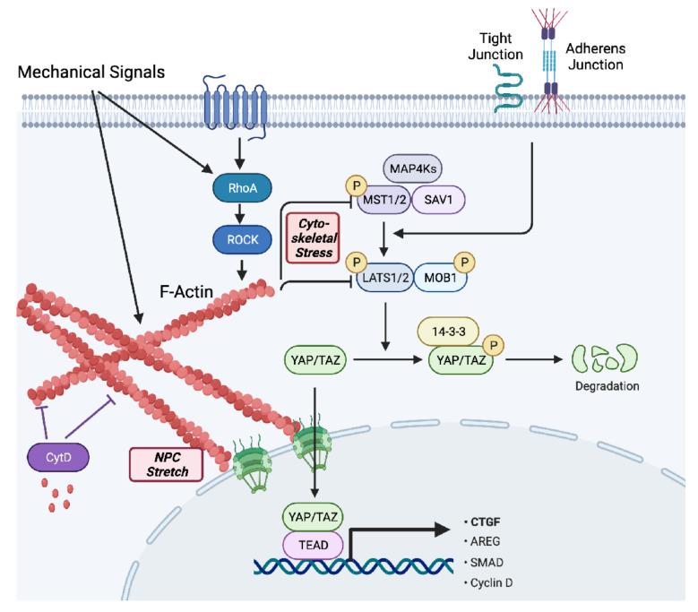 https://cdn.ncbi.nlm.nih.gov/pmc/blobs/40aa/9102667/61457791e202/ijms-23-04499-sch003.jpg