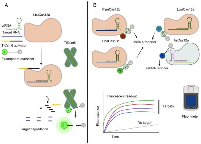 https://cdn.ncbi.nlm.nih.gov/pmc/blobs/40ac/10196884/098012bcfad5/mmr-27-06-13005-g03.jpg
