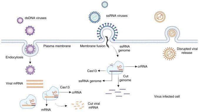 https://cdn.ncbi.nlm.nih.gov/pmc/blobs/40ac/10196884/a8772f395f3b/mmr-27-06-13005-g05.jpg