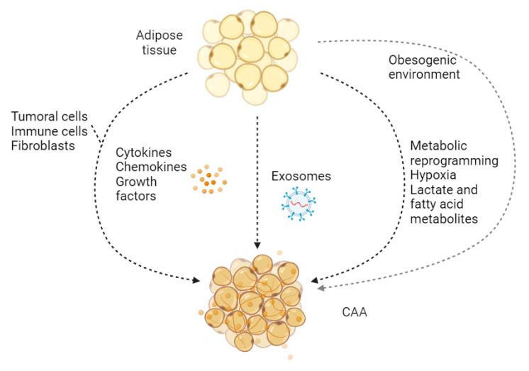 https://cdn.ncbi.nlm.nih.gov/pmc/blobs/40b3/11083853/b667e5bc2b6f/cancers-16-01727-g004.jpg