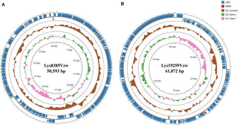 https://cdn.ncbi.nlm.nih.gov/pmc/blobs/40b5/7946995/fe6b44671316/fmicb-12-587696-g001.jpg