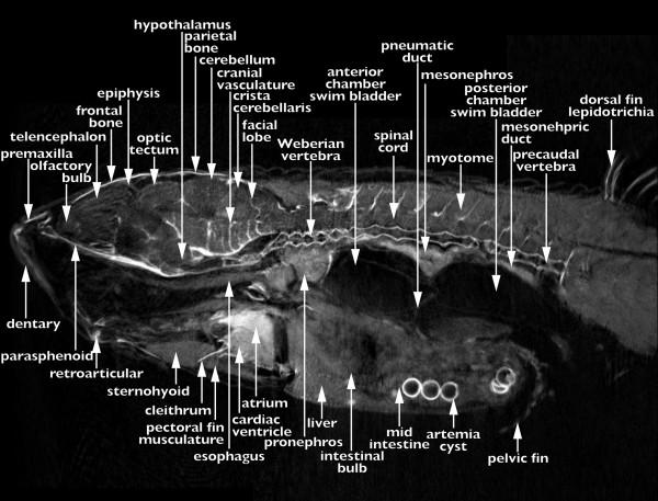 https://cdn.ncbi.nlm.nih.gov/pmc/blobs/40b6/2031877/3e738242f6e5/1741-7007-5-34-4.jpg