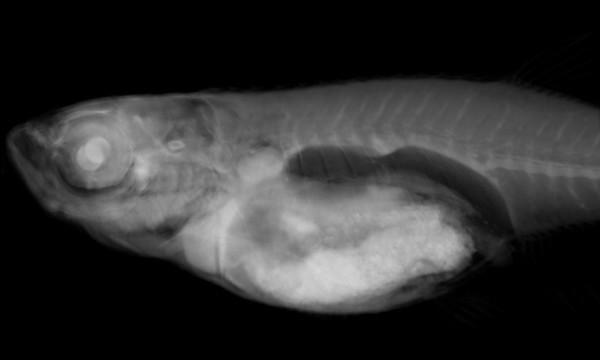 https://cdn.ncbi.nlm.nih.gov/pmc/blobs/40b6/2031877/496d28abbd00/1741-7007-5-34-2.jpg