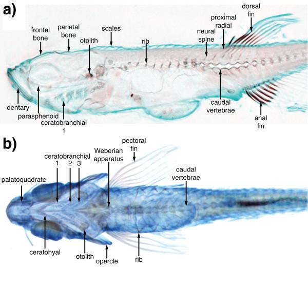 https://cdn.ncbi.nlm.nih.gov/pmc/blobs/40b6/2031877/fb43875d76a2/1741-7007-5-34-5.jpg