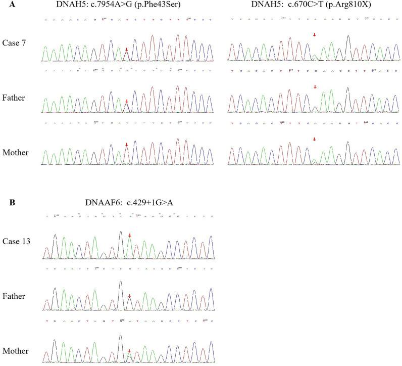 https://cdn.ncbi.nlm.nih.gov/pmc/blobs/40ba/12202327/cc6224df0ca6/fphar-16-1526675-g002.jpg