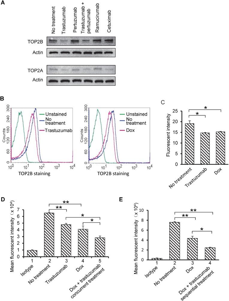 https://cdn.ncbi.nlm.nih.gov/pmc/blobs/40bc/5814198/abc8de60dc4a/oncotarget-09-6095-g002.jpg