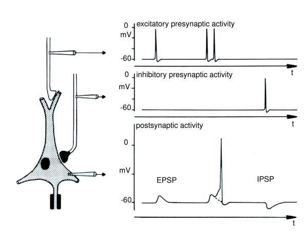 https://cdn.ncbi.nlm.nih.gov/pmc/blobs/40be/2234413/69d1f8178ee8/1743-0003-4-46-1.jpg