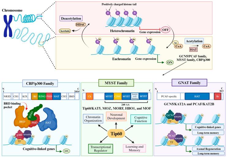 https://cdn.ncbi.nlm.nih.gov/pmc/blobs/40c0/12190429/a5e60d8e19af/cells-14-00873-g001.jpg
