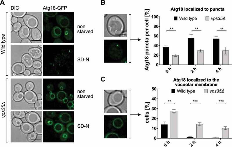 https://cdn.ncbi.nlm.nih.gov/pmc/blobs/40c0/9809942/eef6e71ff285/KAUP_A_2072656_F0009_OC.jpg