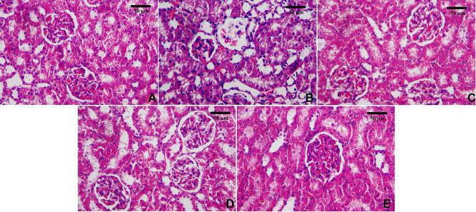 https://cdn.ncbi.nlm.nih.gov/pmc/blobs/40c2/8254550/4770ddaf8539/IJN-16-4335-g0009.jpg