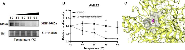 https://cdn.ncbi.nlm.nih.gov/pmc/blobs/40c3/11668583/3804436c7707/fendo-15-1436360-g008.jpg