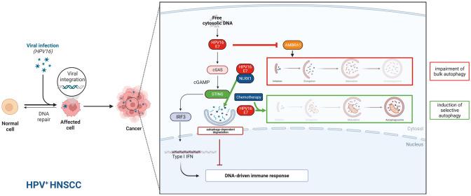 https://cdn.ncbi.nlm.nih.gov/pmc/blobs/40c7/10827959/d950179e590d/432_2023_5514_Fig3_HTML.jpg