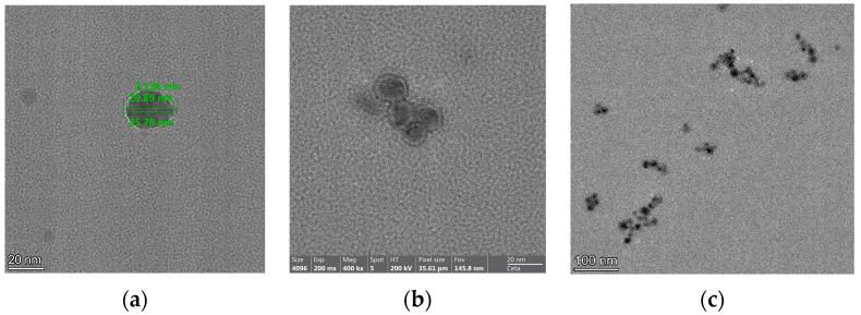https://cdn.ncbi.nlm.nih.gov/pmc/blobs/40c8/10295628/a3ea42c61287/biomedicines-11-01593-g005.jpg
