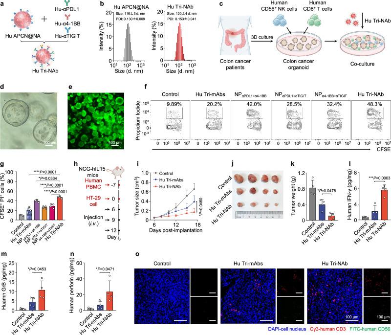 https://cdn.ncbi.nlm.nih.gov/pmc/blobs/40ca/11266419/2f2190121ce6/41467_2024_50474_Fig7_HTML.jpg