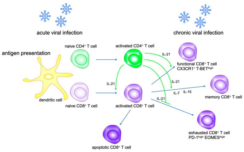 https://cdn.ncbi.nlm.nih.gov/pmc/blobs/40cc/8430989/d48f538690d4/ijms-22-09521-g002.jpg