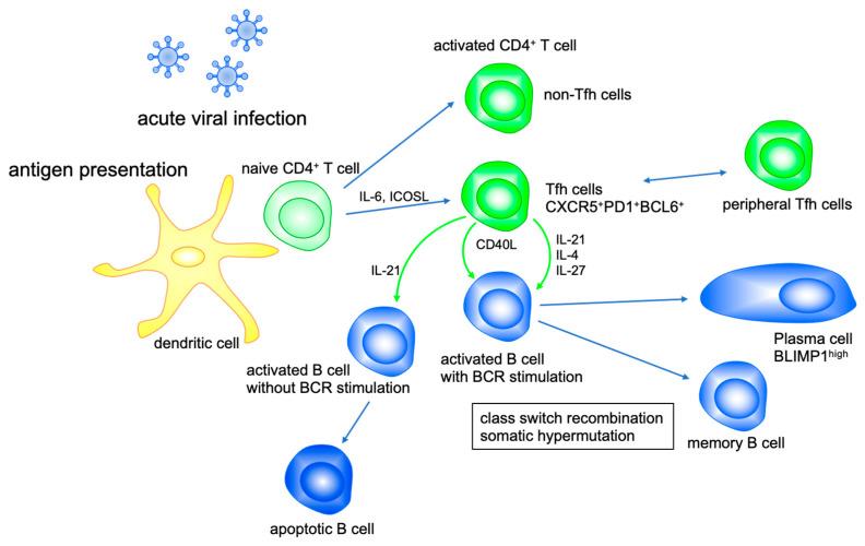 https://cdn.ncbi.nlm.nih.gov/pmc/blobs/40cc/8430989/dfb0decb65f8/ijms-22-09521-g001.jpg