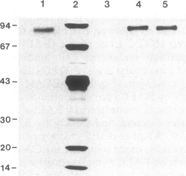 https://cdn.ncbi.nlm.nih.gov/pmc/blobs/40ce/52759/efa48b1ff4e3/pnas01071-0204-a.jpg