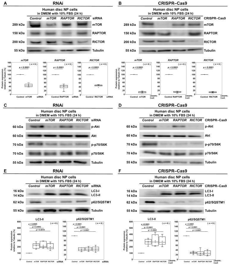 https://cdn.ncbi.nlm.nih.gov/pmc/blobs/40d1/11640589/02f2a60c804d/cells-13-02030-g004.jpg