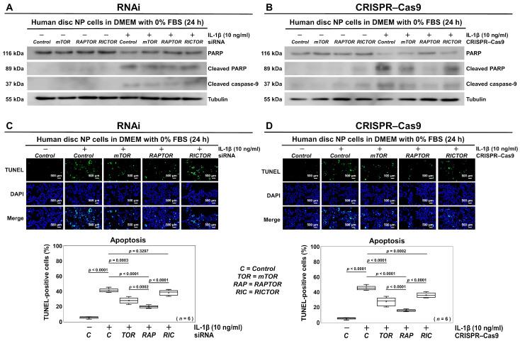 https://cdn.ncbi.nlm.nih.gov/pmc/blobs/40d1/11640589/7a297a21a1ad/cells-13-02030-g005.jpg