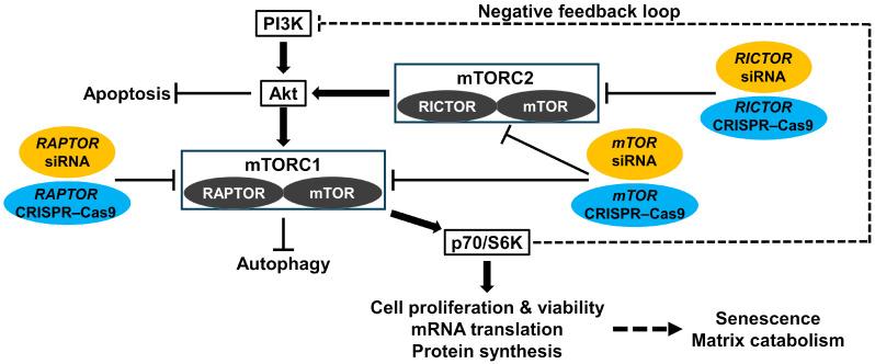 https://cdn.ncbi.nlm.nih.gov/pmc/blobs/40d1/11640589/7f986df3f272/cells-13-02030-g001.jpg