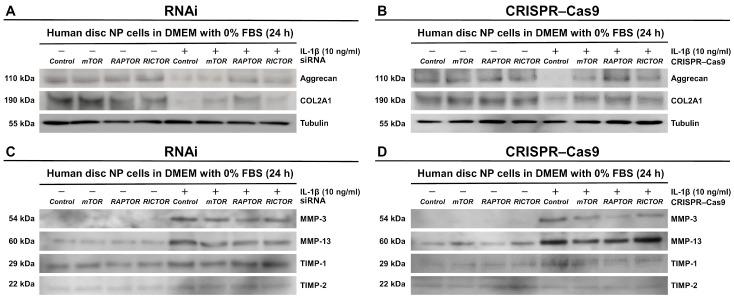 https://cdn.ncbi.nlm.nih.gov/pmc/blobs/40d1/11640589/96e578008963/cells-13-02030-g008.jpg