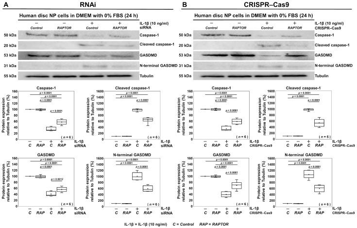 https://cdn.ncbi.nlm.nih.gov/pmc/blobs/40d1/11640589/a4a7a55a796a/cells-13-02030-g006.jpg