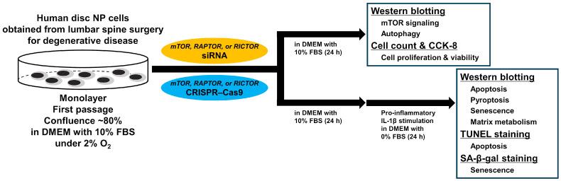 https://cdn.ncbi.nlm.nih.gov/pmc/blobs/40d1/11640589/dc4c00e1f818/cells-13-02030-g002.jpg