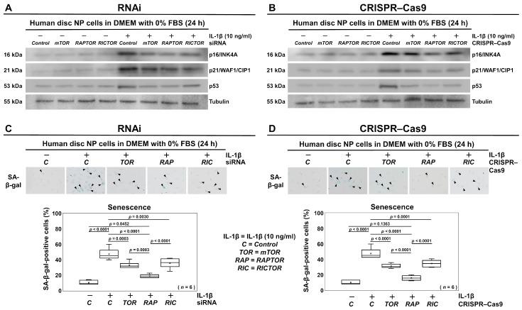 https://cdn.ncbi.nlm.nih.gov/pmc/blobs/40d1/11640589/feb363e96cb2/cells-13-02030-g007.jpg