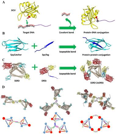 https://cdn.ncbi.nlm.nih.gov/pmc/blobs/40d2/12306420/935111ce2127/SMLL-21-2502060-g006.jpg