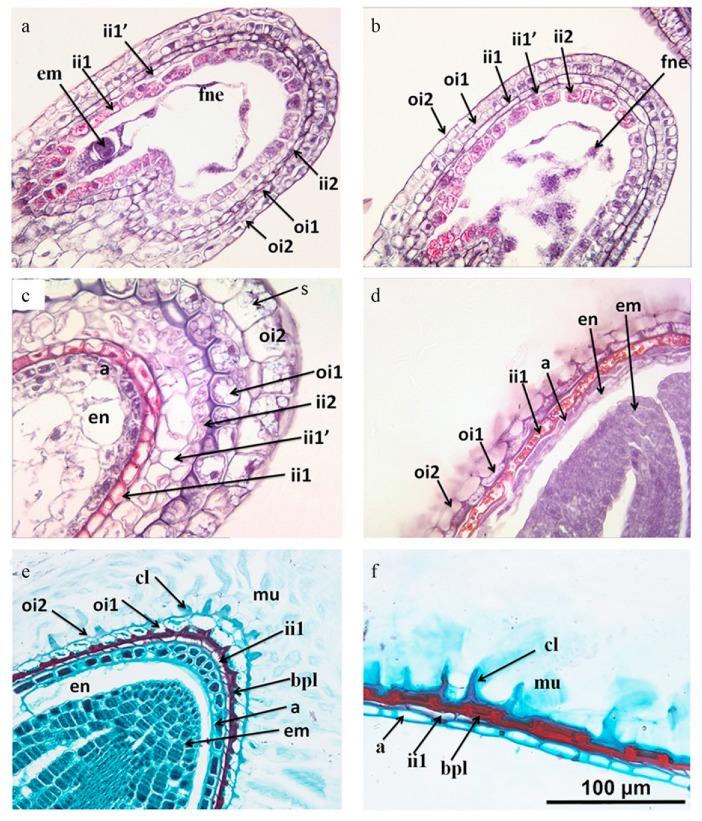https://cdn.ncbi.nlm.nih.gov/pmc/blobs/40e0/7154808/e32d27c8aa42/plants-09-00333-g005.jpg