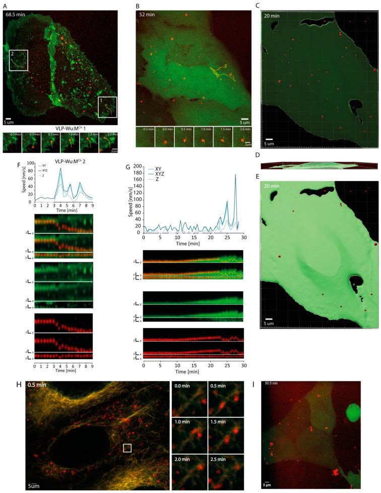 https://cdn.ncbi.nlm.nih.gov/pmc/blobs/40e4/11359012/e3289bd51c8b/viruses-16-01341-g001.jpg