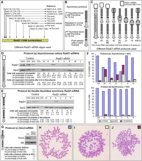 https://cdn.ncbi.nlm.nih.gov/pmc/blobs/40e5/1820851/550b2cbe6272/pone.0000318.g001.jpg