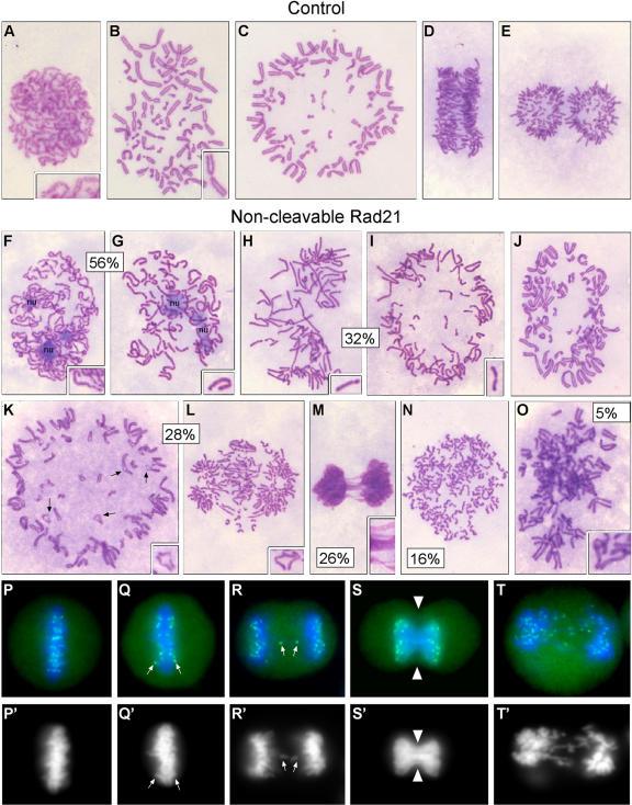 https://cdn.ncbi.nlm.nih.gov/pmc/blobs/40e5/1820851/b11146f5940c/pone.0000318.g005.jpg