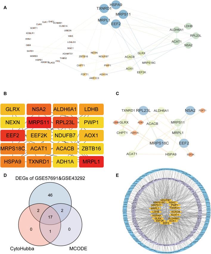 https://cdn.ncbi.nlm.nih.gov/pmc/blobs/40e6/9845256/2d1bf5b62ffc/fgene-13-998954-g004.jpg