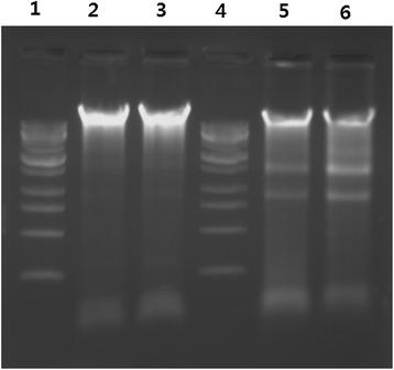 https://cdn.ncbi.nlm.nih.gov/pmc/blobs/40ea/4384991/13adb3ac13cd/11671_2015_747_Fig10_HTML.jpg