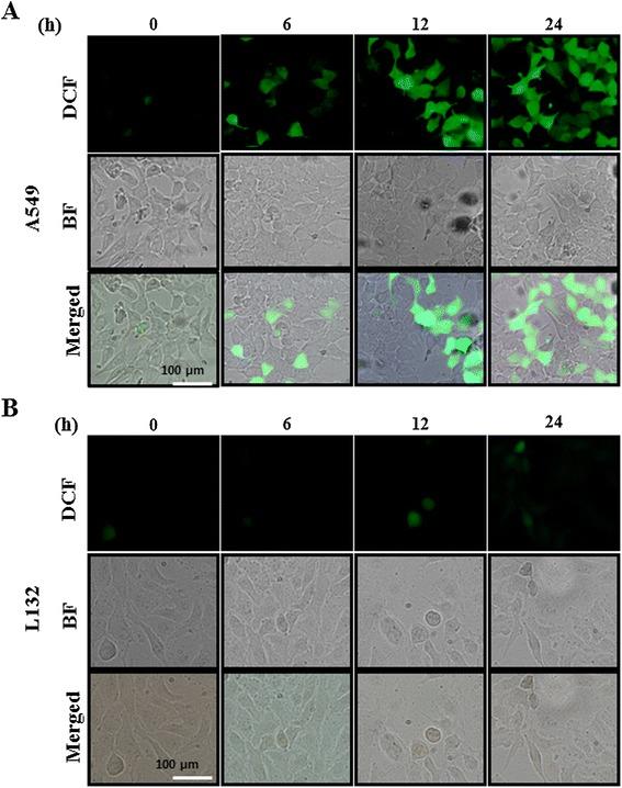 https://cdn.ncbi.nlm.nih.gov/pmc/blobs/40ea/4384991/38fc9c562f50/11671_2015_747_Fig13_HTML.jpg
