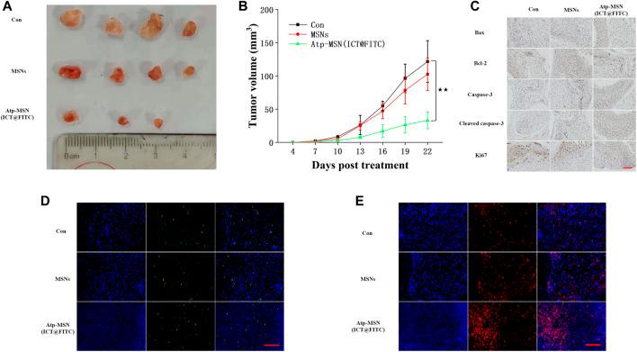 https://cdn.ncbi.nlm.nih.gov/pmc/blobs/40ea/9947157/83e8271b4964/fphar-14-1117052-g005.jpg