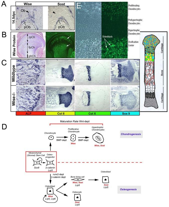 https://cdn.ncbi.nlm.nih.gov/pmc/blobs/40eb/4006890/6799a06cf92b/pone.0096257.g003.jpg