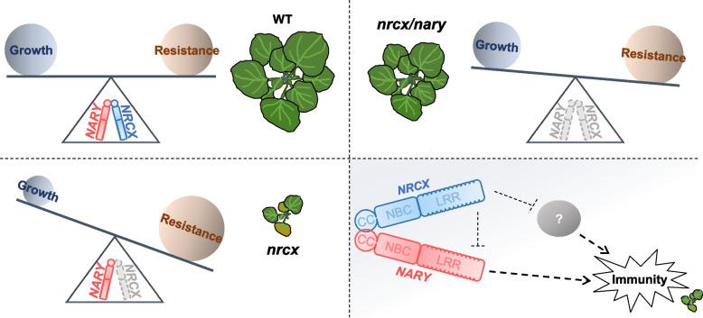 https://cdn.ncbi.nlm.nih.gov/pmc/blobs/40ec/12405136/4450423a0881/44154_2025_245_Fig6_HTML.jpg
