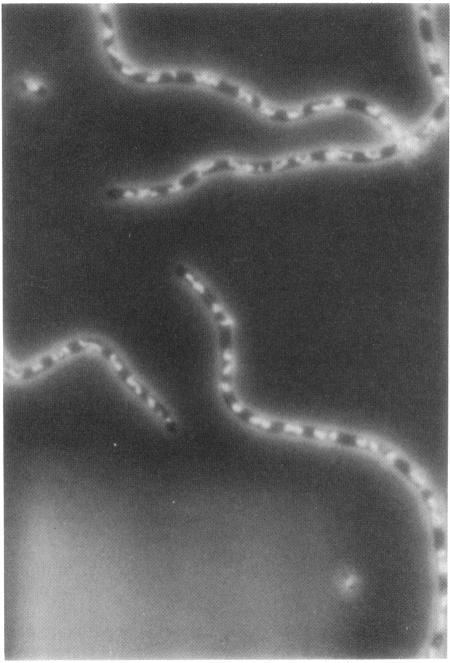 https://cdn.ncbi.nlm.nih.gov/pmc/blobs/40f1/207964/8b7a9775e9af/jbacter00101-0242-a.jpg
