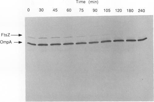 https://cdn.ncbi.nlm.nih.gov/pmc/blobs/40f1/207964/a0cfe527cd40/jbacter00101-0241-a.jpg