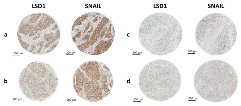 https://cdn.ncbi.nlm.nih.gov/pmc/blobs/40f1/9100259/23b3eedde3bf/ijms-23-05075-g003.jpg