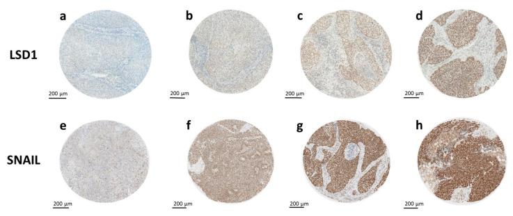 https://cdn.ncbi.nlm.nih.gov/pmc/blobs/40f1/9100259/b5090f90ecb7/ijms-23-05075-g001.jpg